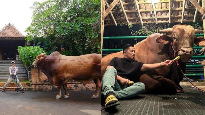 Kisah Haru Sapi Irfan Hakim yang Bikin Warganet Menangis Setiap Idul ... 5 Sapi Kurban Irfan Hakim Bikin Netizen Terharu