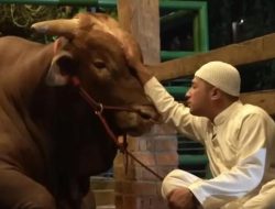 5 Sapi Kurban Irfan Hakim Bikin Netizen Terharu