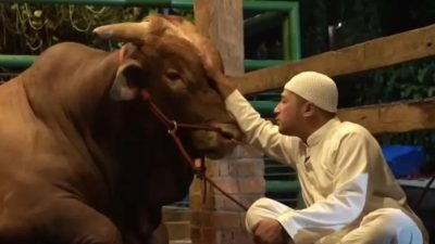 5 Sapi Kurban Irfan Hakim Bikin Netizen Terharu