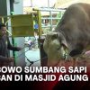Fakta Menarik Sapi Kurban Prabowo Jumbo dan Berkualitas