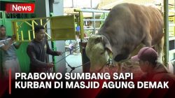Fakta Menarik Sapi Kurban Prabowo: Jumbo dan Berkualitas