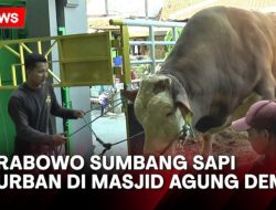 Fakta Menarik Sapi Kurban Prabowo Jumbo dan Berkualitas