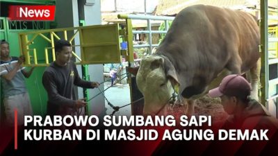 Fakta Menarik Sapi Kurban Prabowo: Jumbo dan Berkualitas