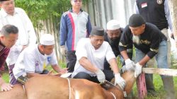 Sambut Idul Adha, Babel Dapat 8 Ekor Sapi dari Presiden