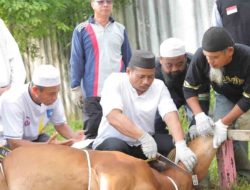 Sambut Idul Adha, Babel Dapat 8 Ekor Sapi dari Presiden