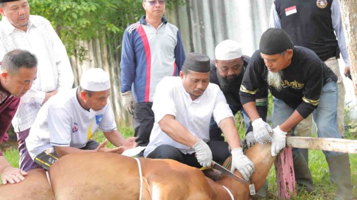 Idul Adha 2024, Pemprov Babel Sembelih 17 Ekor Sapi - Betare Belitong Sambut Idul Adha, Babel Dapat 8 Ekor Sapi dari Presiden