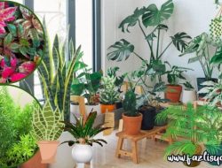 Kombinasi Tanaman Hias Indoor yang Sedang Populer untuk Ruang Anda