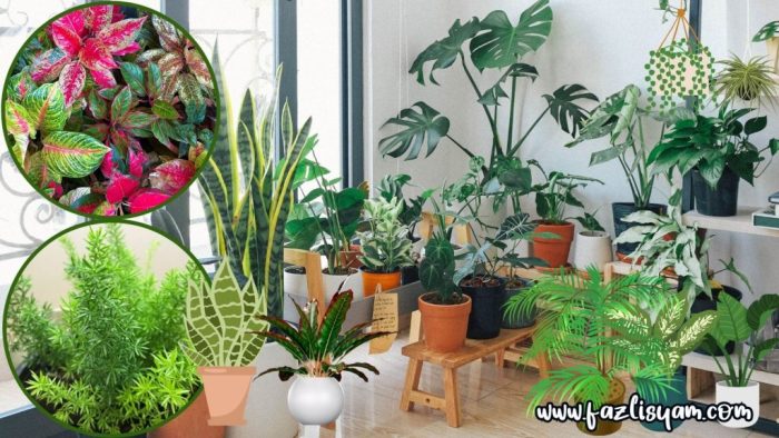 Rekomendasi Tanaman Hias Indoor yang Mudah Dirawat - Parboaboa Kombinasi Tanaman Hias Indoor yang Sedang Populer