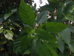 9 Manfaat Sambiloto untuk Kesehatan dan Efek Sampingnya yang Perlu Diketahui