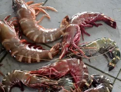 Ekspor Udang Terdampak Radioaktif: Harga Anjlok dan Pasar Amerika Menutup Peluang