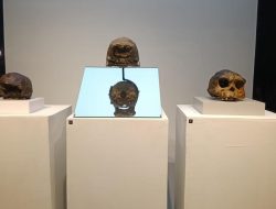 Tiga Berita Teratas Hari Ini: Menunggu Kembalinya Java Man dan Ribuan Fosil Dubois dari Belanda