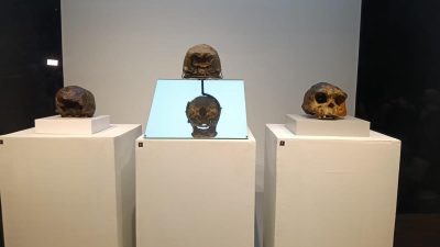 Tiga Berita Teratas Hari Ini: Menunggu Kembalinya Java Man dan Ribuan Fosil Dubois dari Belanda