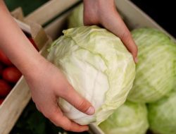 Waspadai Efek Makan Kubis saat Hamil atau Mengonsumsi Obat