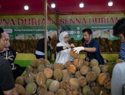 Durian Ilegal Marak di Indonesia Ancam Petani Lokal