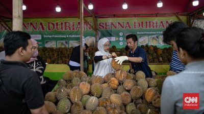 Durian Ilegal Marak di Indonesia Ancam Petani Lokal