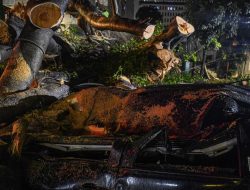 Pohon Beringin Tumbang Tutup Jalan Menuju Stasiun Bogor, Lalu Lintas Dialihkan