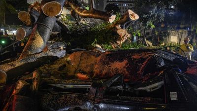 Pohon Beringin Tumbang Tutup Jalan Menuju Stasiun Bogor, Lalu Lintas Dialihkan