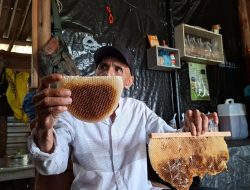 Budidaya Madu dan Peluang Baru dalam Industri Madu