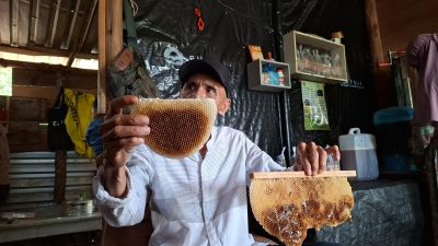 Budidaya Madu dan Peluang Baru dalam Industri Madu