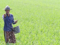 Perubahan Subsidi Pupuk Meningkatkan Efisiensi Industri Pupuk Nasional