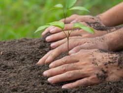 Kolaborasi Mahasiswa dan Masyarakat Menghijaukan Kawasan Hulu Sungai Cisadane