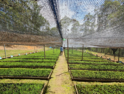 Siapa Pemilik PT Tusam Hutani Lestari? Profil Perusahaan Ini