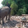 4 Gajah Sumatera Dikerahkan untuk Selamatkan Korban Banjir Bandang Aceh dan Jaminan Kesejahteraannya