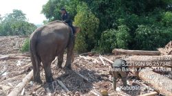 4 Gajah Sumatera Dikerahkan untuk Selamatkan Korban Banjir Bandang Aceh dan Jaminan Kesejahteraannya