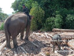 4 Gajah Sumatera Dikerahkan untuk Selamatkan Korban Banjir Bandang Aceh dan Jaminan Kesejahteraannya