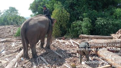 4 Gajah Sumatera Dikerahkan untuk Selamatkan Korban Banjir Bandang Aceh dan Jaminan Kesejahteraannya