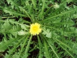 20 Manfaat Tempuyung Tanaman Ampuh untuk Meluruhkan Batu Ginjal yang Sering Tak Disadari