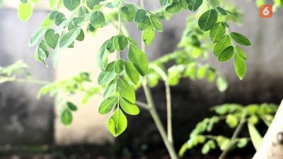 Hempaskan Asam Urat dengan Rutin Konsumsi Daun Kelor dan Jaga Pola Makan yang Baik