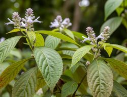 7 Manfaat Kirinyuh Tanaman Gulma yang Banyak Ditemui di Semak-Semak