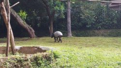 Polemik Kebun Binatang Bandung, Kemenhut Siap Bertanggung Jawab Merawat Satwa Koleksi 3 Bulan