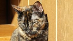 Motif Pensiunan ASN Tendang Kucing di Stadion Blora Hingga Tewas