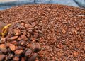 Kenaikan Harga Biji Kakao Akibat Penutupan Selat Hormuz