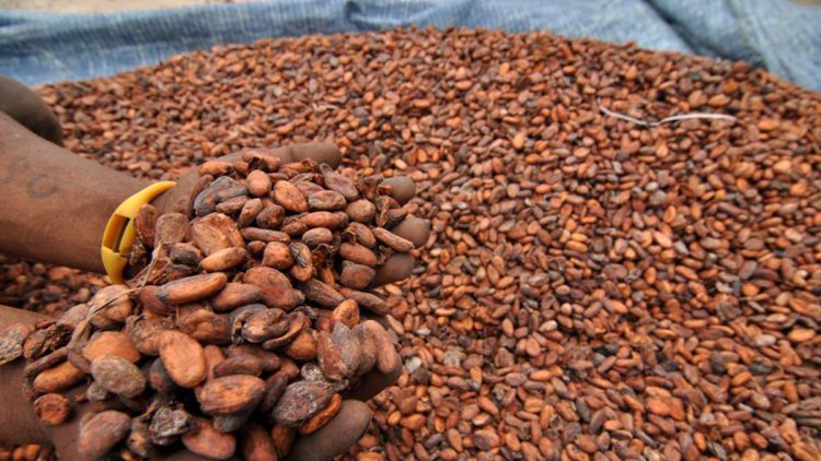 Kenaikan Harga Biji Kakao Akibat Penutupan Selat Hormuz