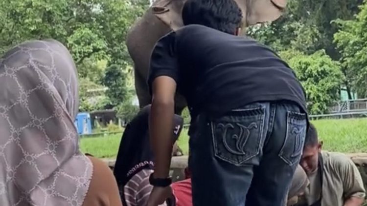 Bocah Terjatuh ke Kandang Gajah Ragunan, Pengelola Sebut Indikasi Konten