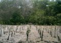 Langkah Berkelanjutan Penanaman Mangrove dan Perlindungan Satwa Laut