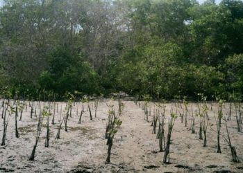 Langkah Berkelanjutan Penanaman Mangrove dan Perlindungan Satwa Laut