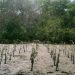 Langkah Berkelanjutan Penanaman Mangrove dan Perlindungan Satwa Laut