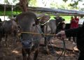 Sapi di Tasikmalaya Melar 4 Kilometer dan Menyeruduk Warga