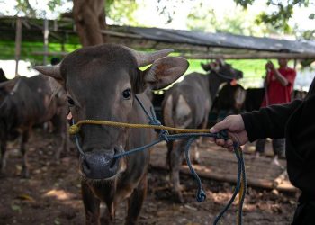 Sapi di Tasikmalaya Melar 4 Kilometer dan Menyeruduk Warga