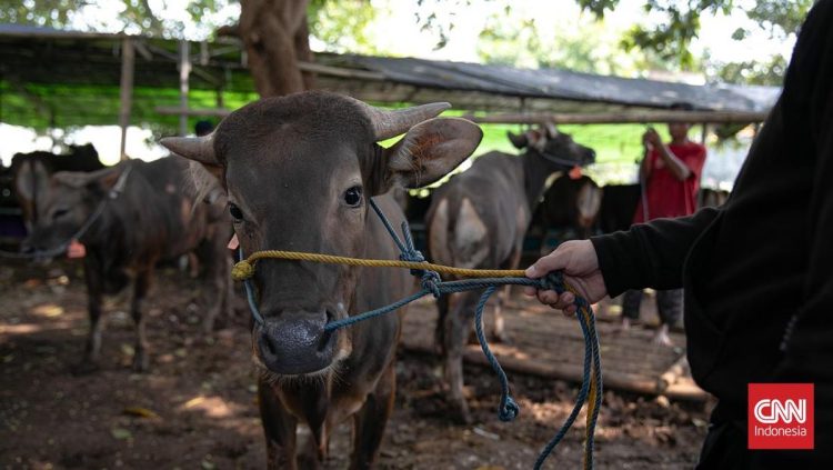Sapi di Tasikmalaya Melar 4 Kilometer dan Menyeruduk Warga