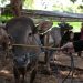 Sapi di Tasikmalaya Melar 4 Kilometer dan Menyeruduk Warga