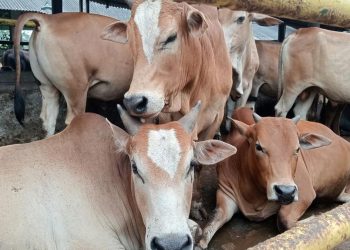 Prabowo Donasi 25 Sapi Iduladha di Sulsel dengan Berat Total 1 Ton