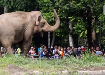 Pengunjung Ragunan Mencapai 135500, Pramono Anung Sebut Rekor Terbaru