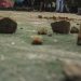 Polisi di Lampung Dilempari Batu saat Tangkap DPO Begal di Acara Pernikahan