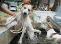 Anak 9 Tahun Meninggal Karena Digigit Anjing Pemburu di Bogor