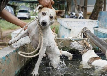 Anak 9 Tahun Meninggal Karena Digigit Anjing Pemburu di Bogor